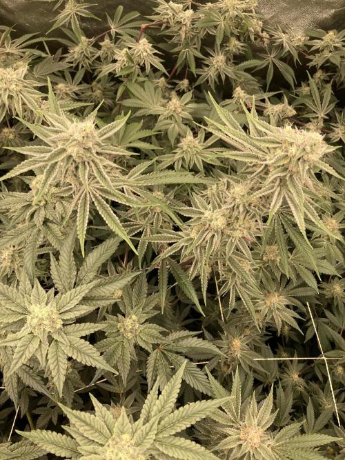 Platinum IX (In House Genetics). Week 12