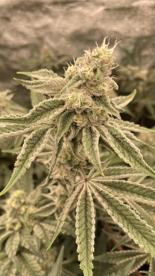 Platinum IX (In House Genetics). Week 12