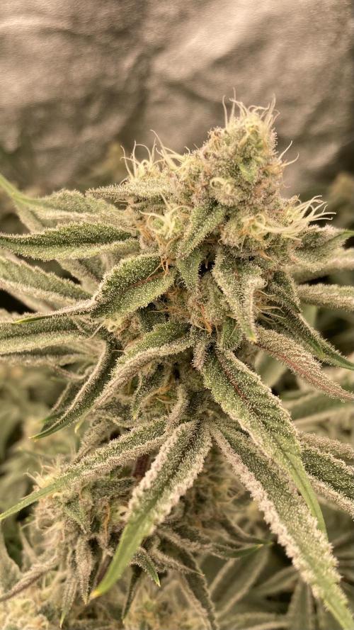 Platinum IX (In House Genetics). Week 12