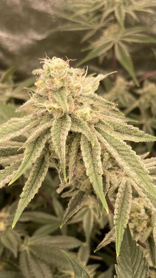 Platinum IX (In House Genetics). Week 12