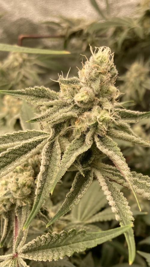 Platinum IX (In House Genetics). Week 12