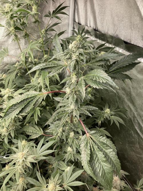 Chrome Dome (Compound Genetics). Week 12