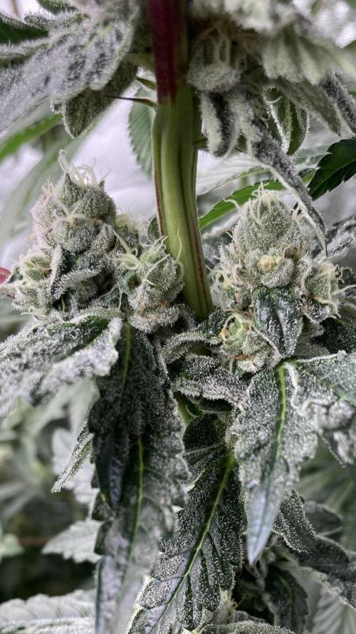 Chrome Dome (Compound Genetics). Week 12