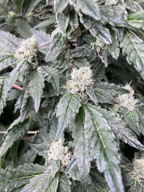 Chrome Dome (Compound Genetics). Week 12