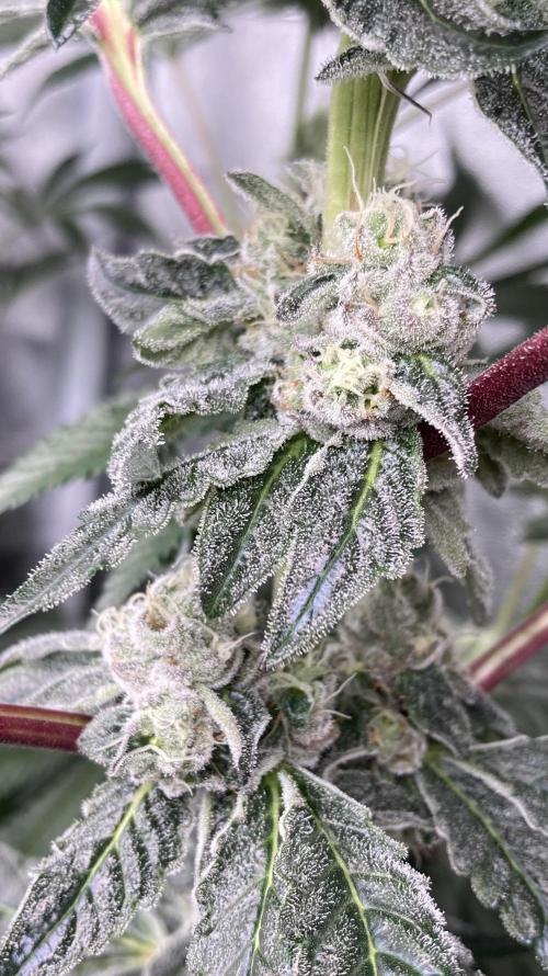 Chrome Dome (Compound Genetics). Week 12