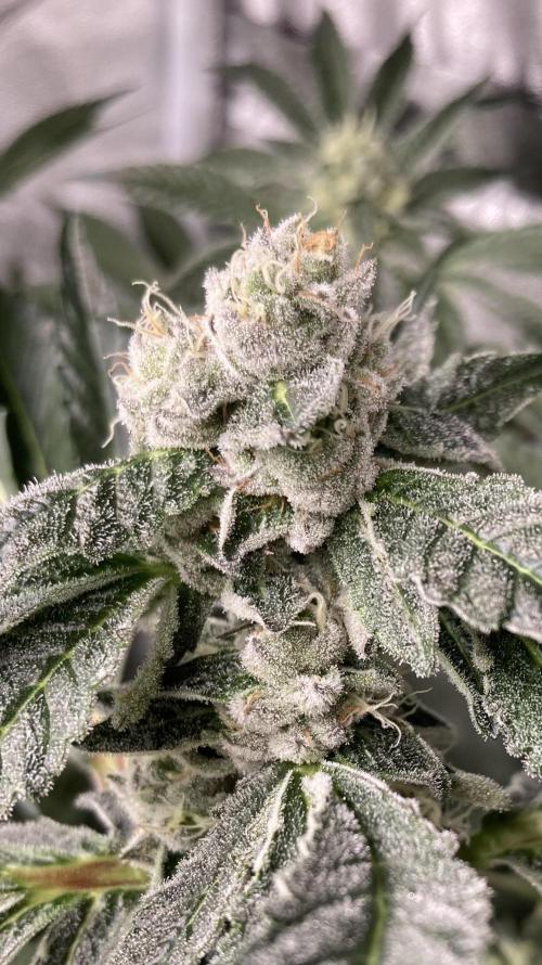 Chrome Dome (Compound Genetics). Week 12