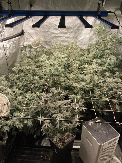 All Starz (LIT FARMS). Week 12