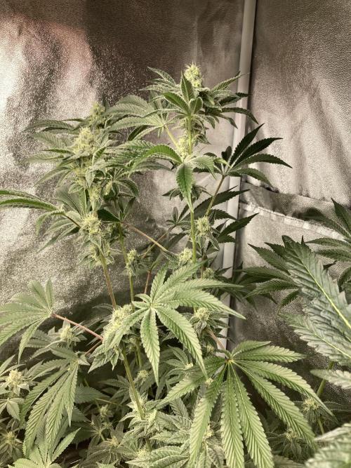All Starz (LIT FARMS). Week 12