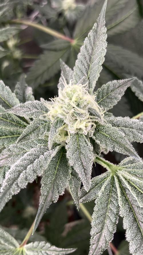 All Starz (LIT FARMS). Week 12