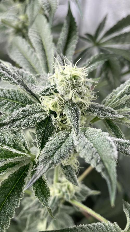 All Starz (LIT FARMS). Week 12