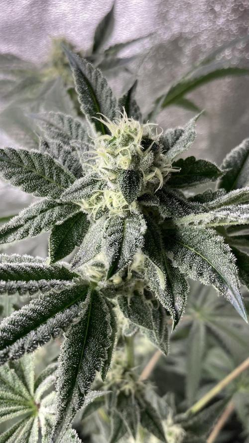 All Starz (LIT FARMS). Week 12