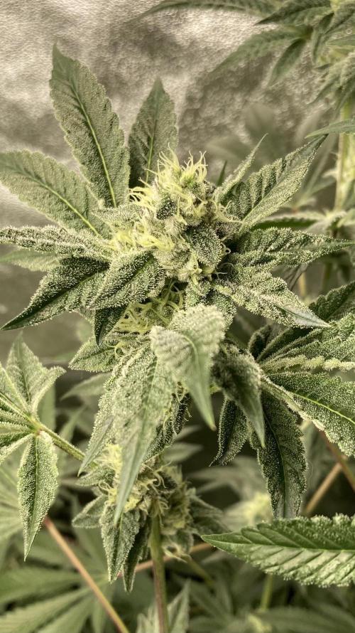 All Starz (LIT FARMS). Week 12