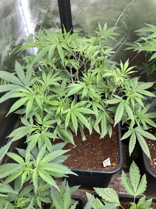 BTY47 x Manna Mountain (ttowncultivator). Week 8