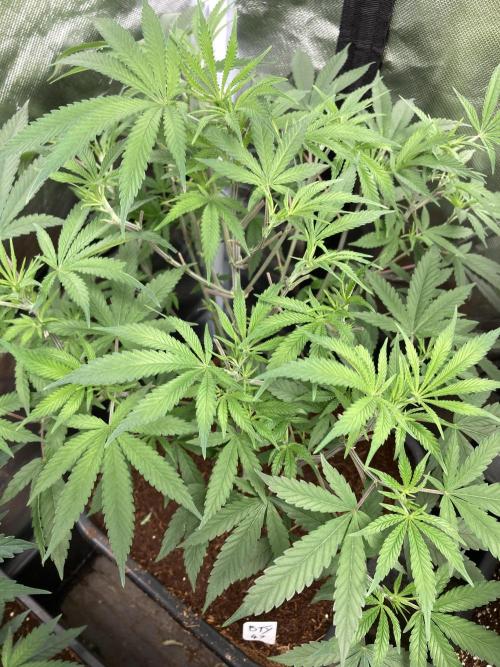 BTY47 x Manna Mountain (ttowncultivator). Week 8