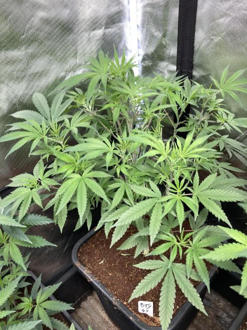 BTY47 x Manna Mountain (ttowncultivator). Week 8