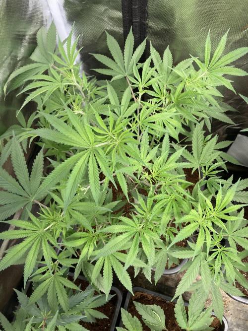 BTY47 x Manna Mountain (ttowncultivator). Week 8
