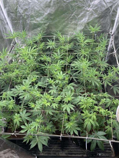 Trich Beast (Solfire Gardens). Week 9
