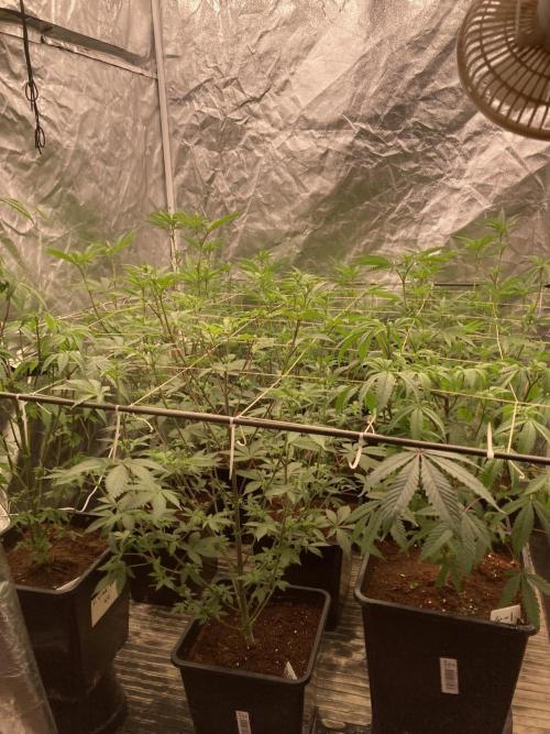Trich Beast (Solfire Gardens). Week 9