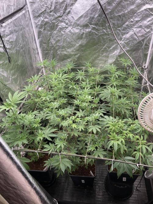 Gastini (LIT Farms). Week 9