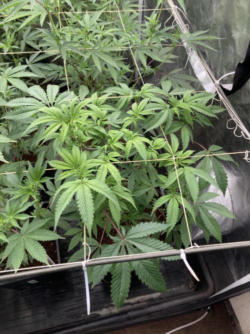 Gastini (LIT Farms). Week 9