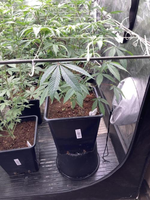 Gastini (LIT Farms). Week 9