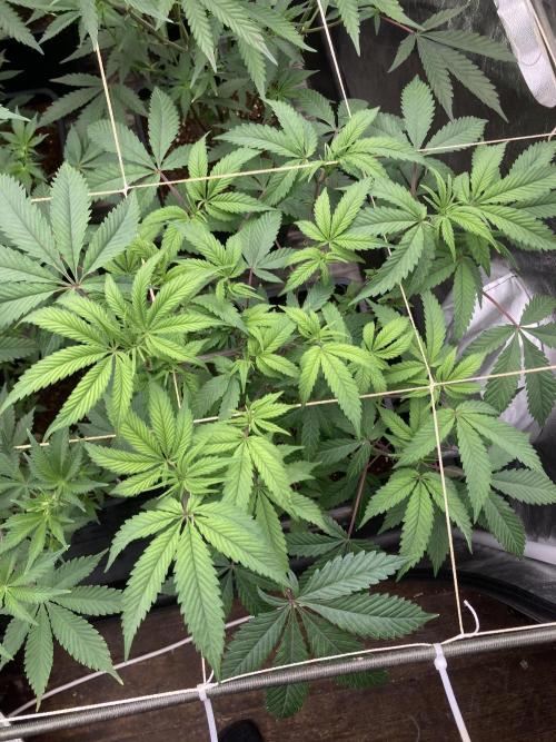 Gastini (LIT Farms). Week 9