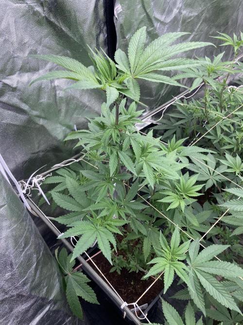 Gastini (LIT Farms). Week 9