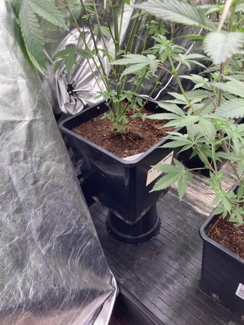 Gastini (LIT Farms). Week 9