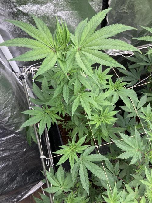 Gastini (LIT Farms). Week 9