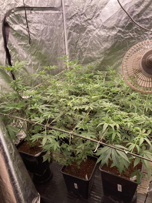 Gastini (LIT Farms). Week 9