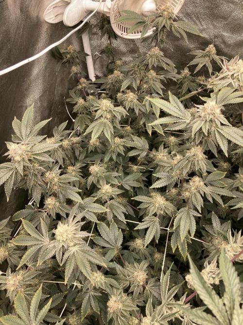 Rainbow Gelato Clones (Wizard Trees). Week 7