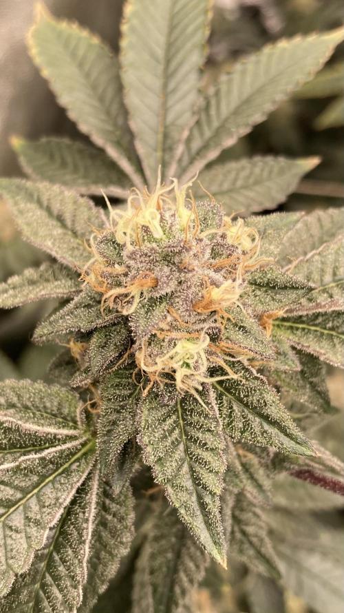 Rainbow Gelato Clones (Wizard Trees). Week 7
