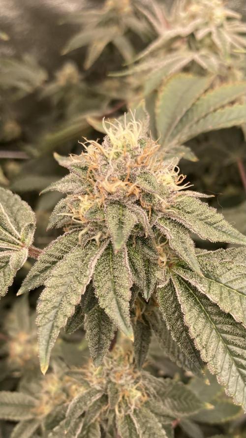 Rainbow Gelato Clones (Wizard Trees). Week 7