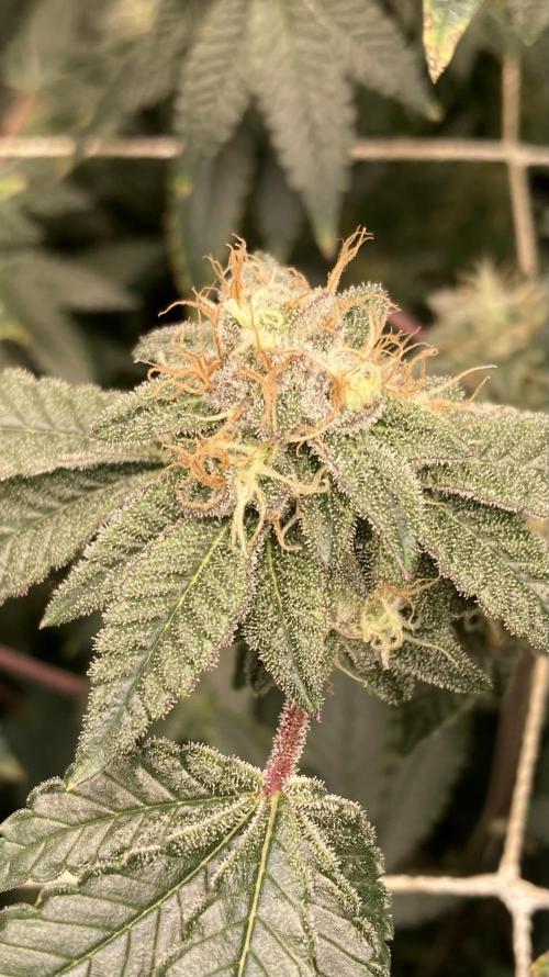 Rainbow Gelato Clones (Wizard Trees). Week 7