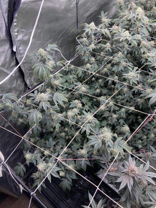 Rainbow Gelato Clones (Wizard Trees). Week 7