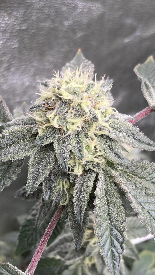 Rainbow Gelato Clones (Wizard Trees). Week 7