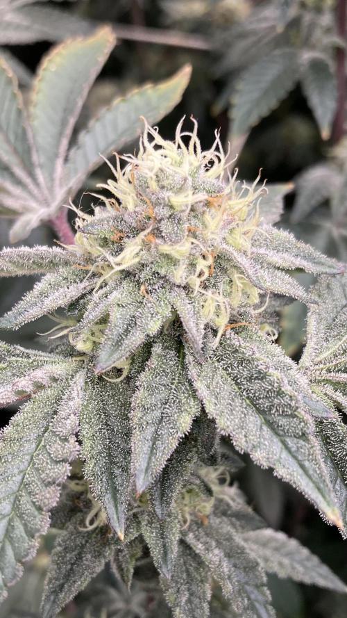 Rainbow Gelato Clones (Wizard Trees). Week 7
