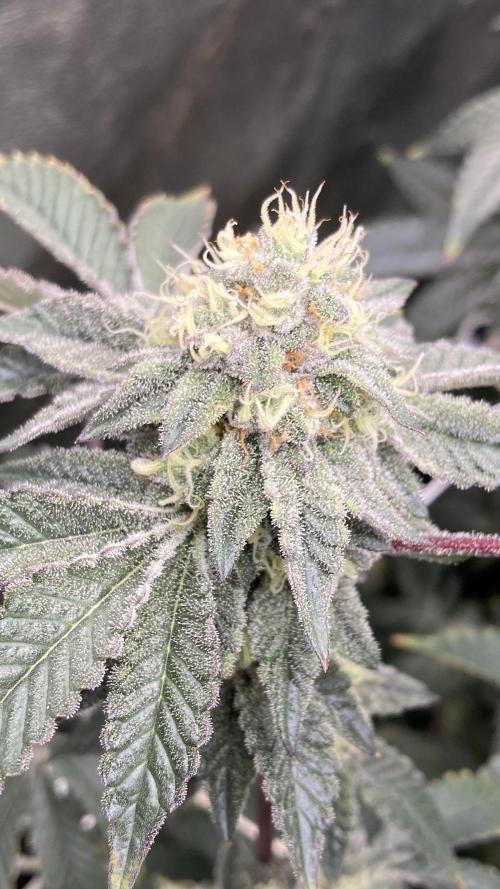 Rainbow Gelato Clones (Wizard Trees). Week 7
