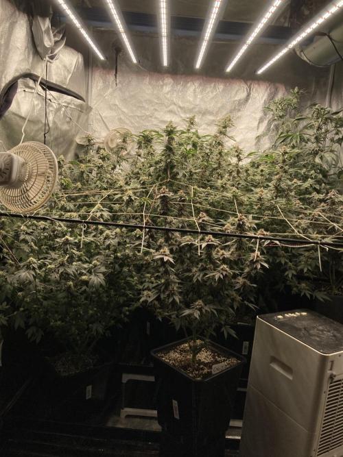 Rainbow Gelato. Week 7