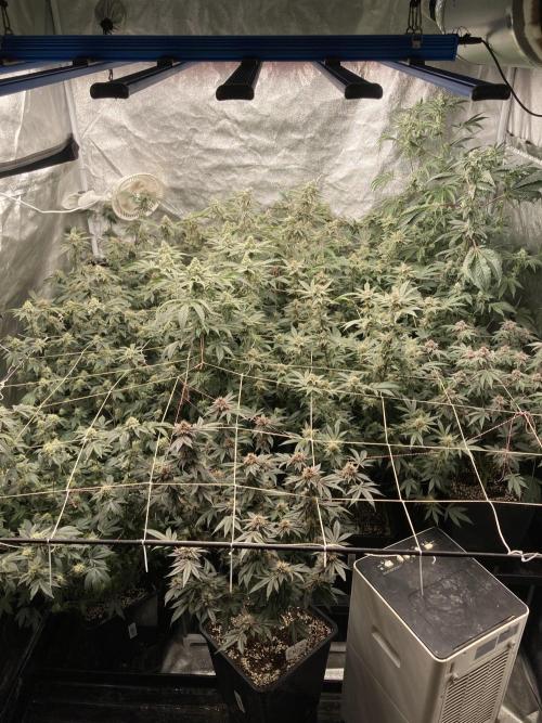 PLATINUMZ#2&3 Clones (In House Genetics). Week 7