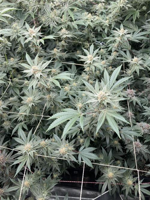 PLATINUMZ#2&3 Clones (In House Genetics). Week 7