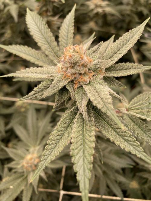 PLATINUMZ#2&3 Clones (In House Genetics). Week 7