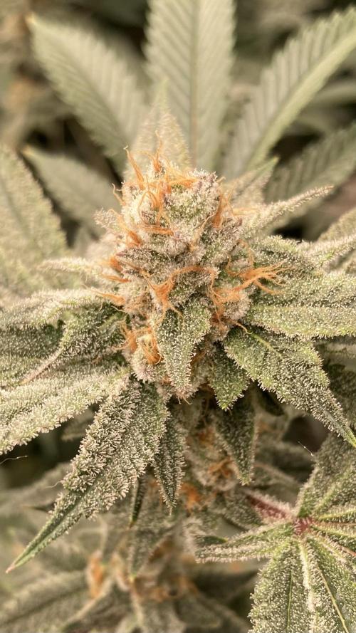 PLATINUMZ#2&3 Clones (In House Genetics). Week 7