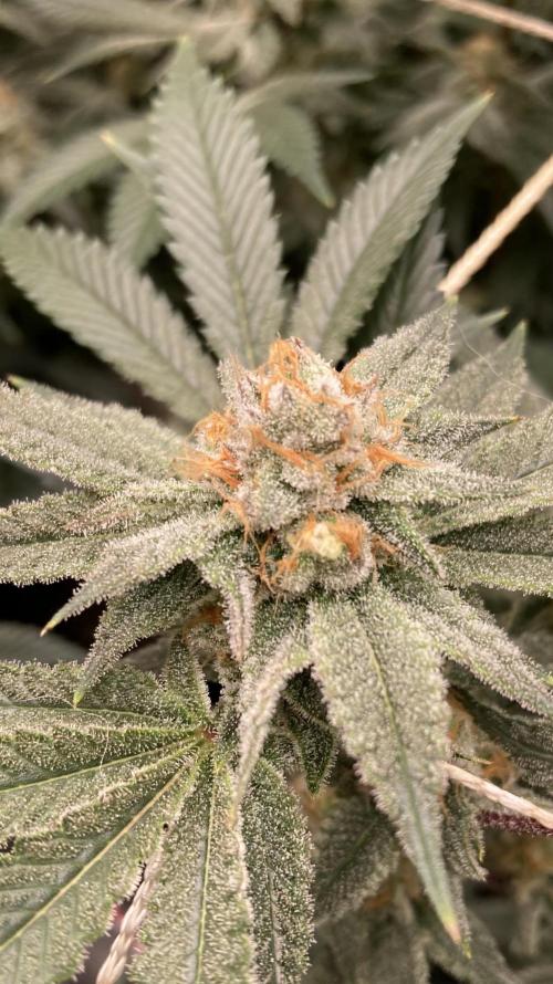 PLATINUMZ#2&3 Clones (In House Genetics). Week 7