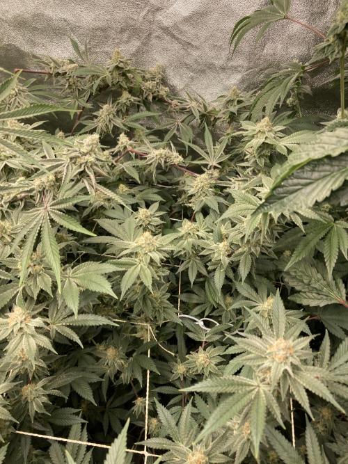 PLATINUMZ#2&3 Clones (In House Genetics). Week 7