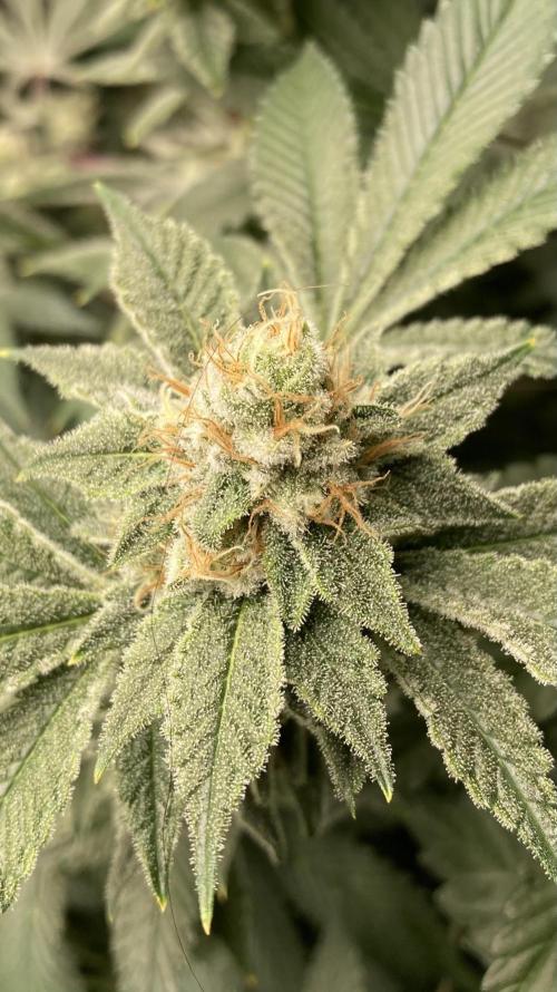 PLATINUMZ#2&3 Clones (In House Genetics). Week 7