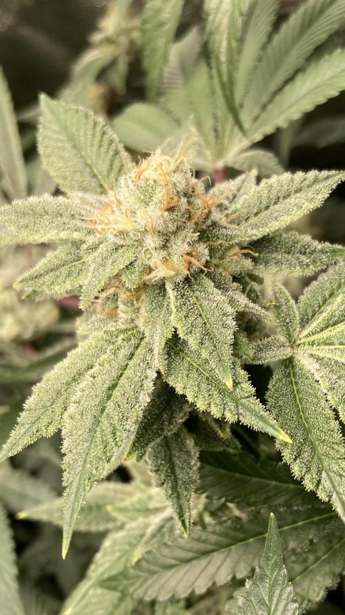 PLATINUMZ#2&3 Clones (In House Genetics). Week 7