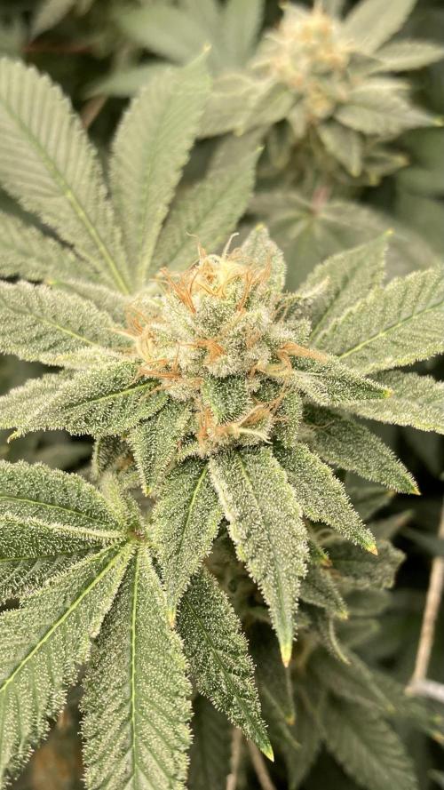 PLATINUMZ#2&3 Clones (In House Genetics). Week 7