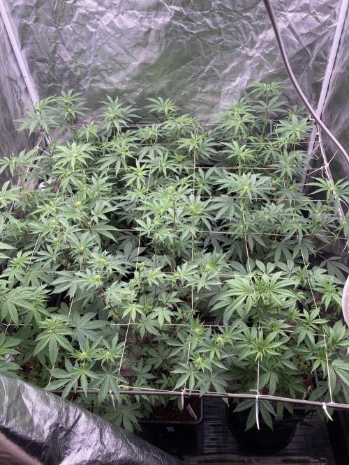 Zoy Sauce Clones (My Keeper Cut). Week 3