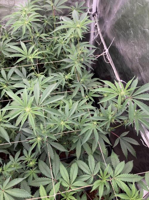 Zoy Sauce Clones (My Keeper Cut). Week 3